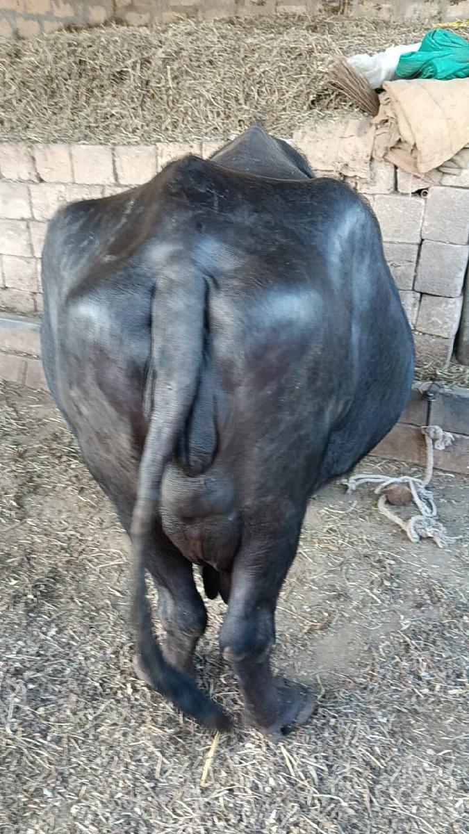 ભેસ વેચવાની છે