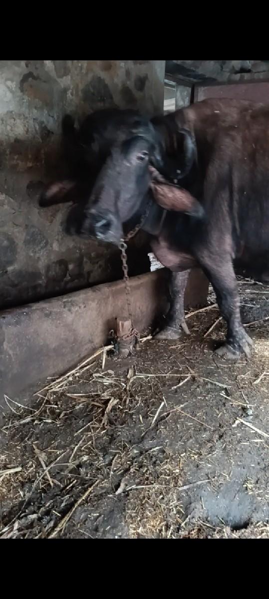 થંબનેલ 2