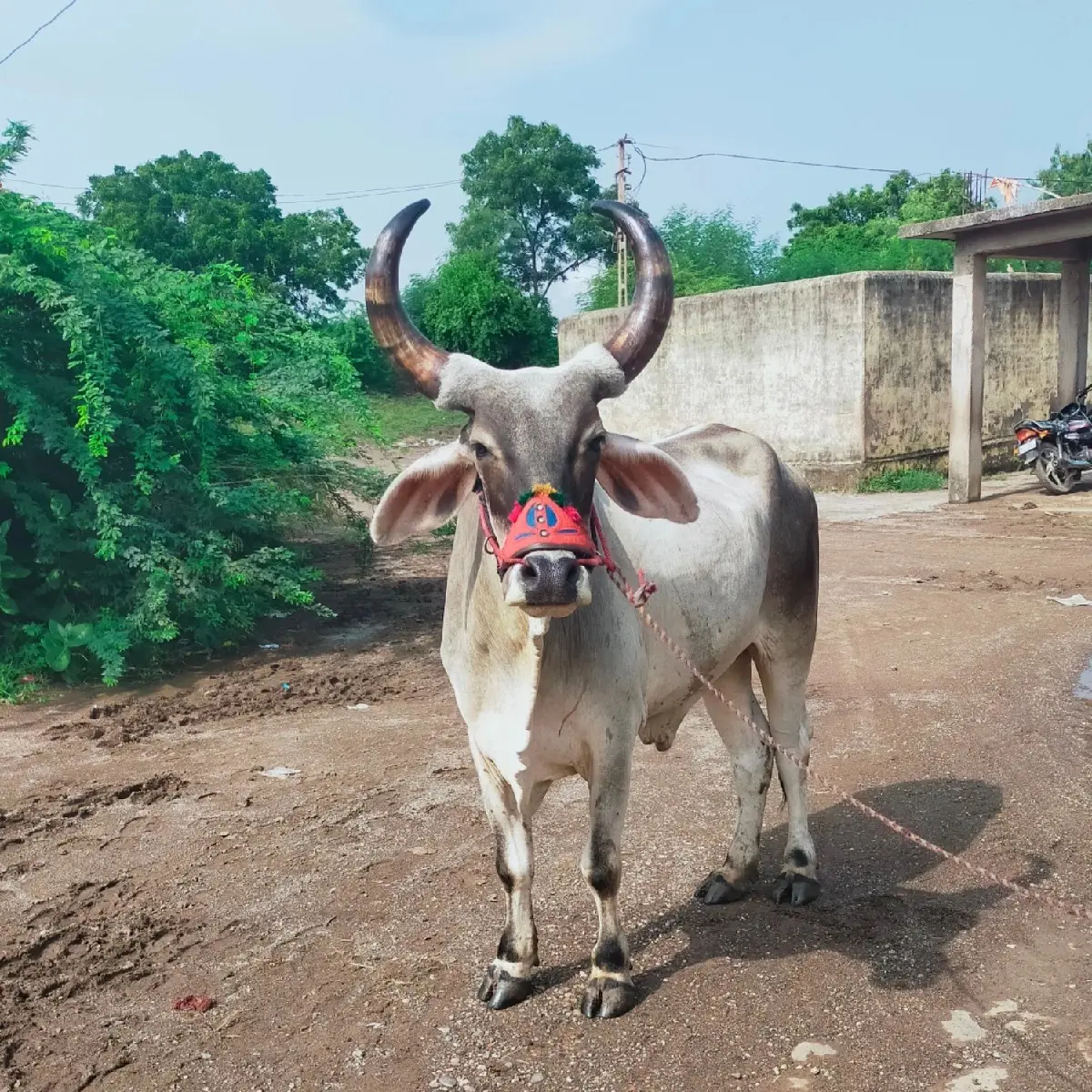 ગોડલા વેચાવ