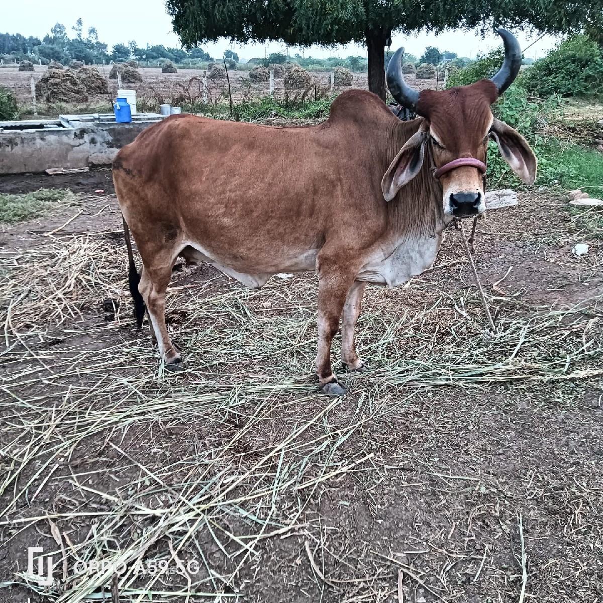 ગાય વેચવાની છે સોજીછે વીયાસે