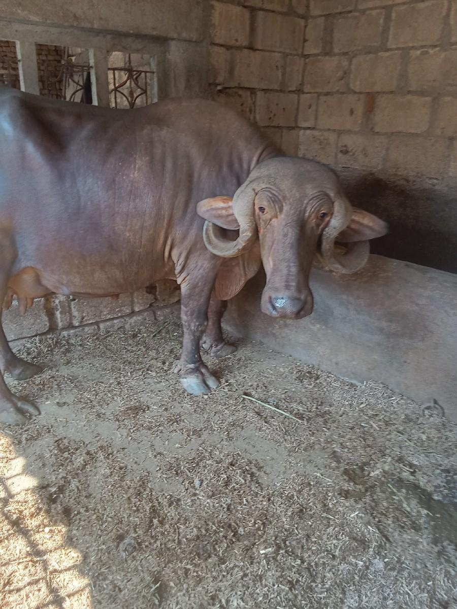 થંબનેલ 3