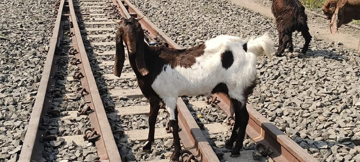 બકરી વેચવાની છે