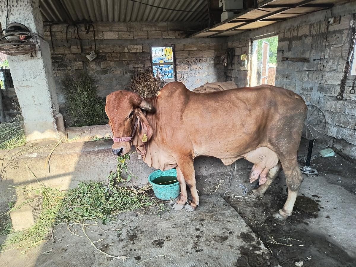 थंबनेल 3