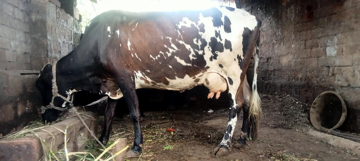 ઍસ ઑફ ગાય