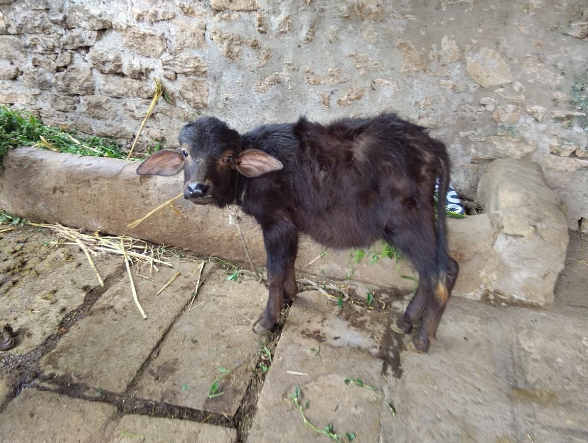 થંબનેલ 3