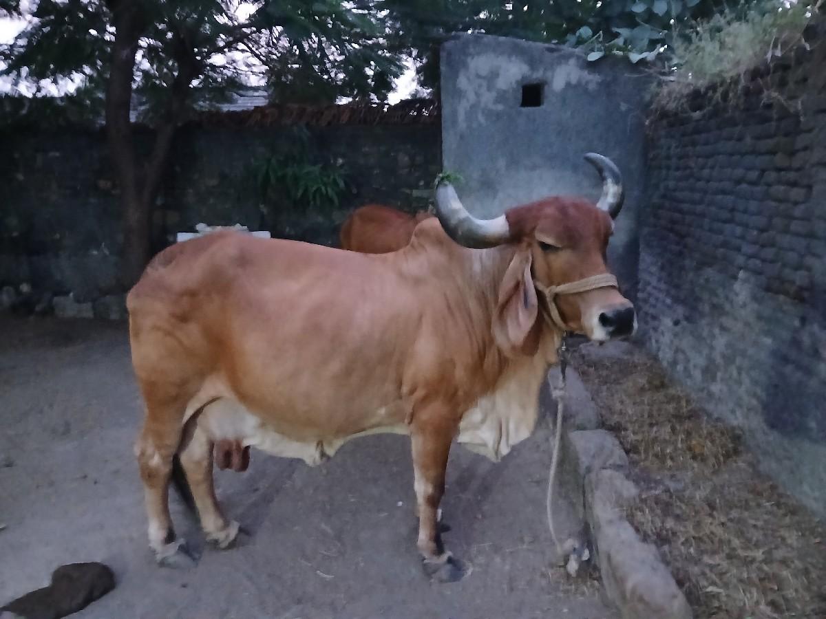 આ ગાય વેચવાની છે