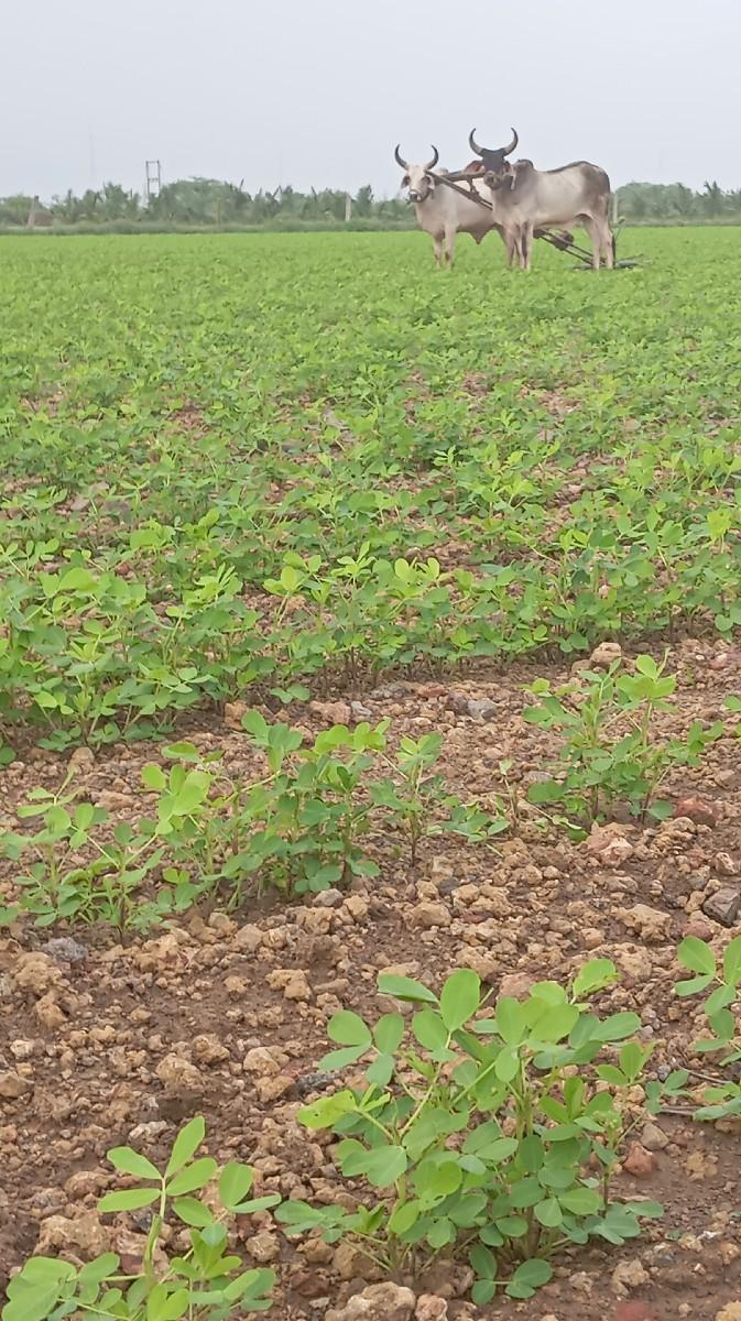 બળદ વેચવાના છે