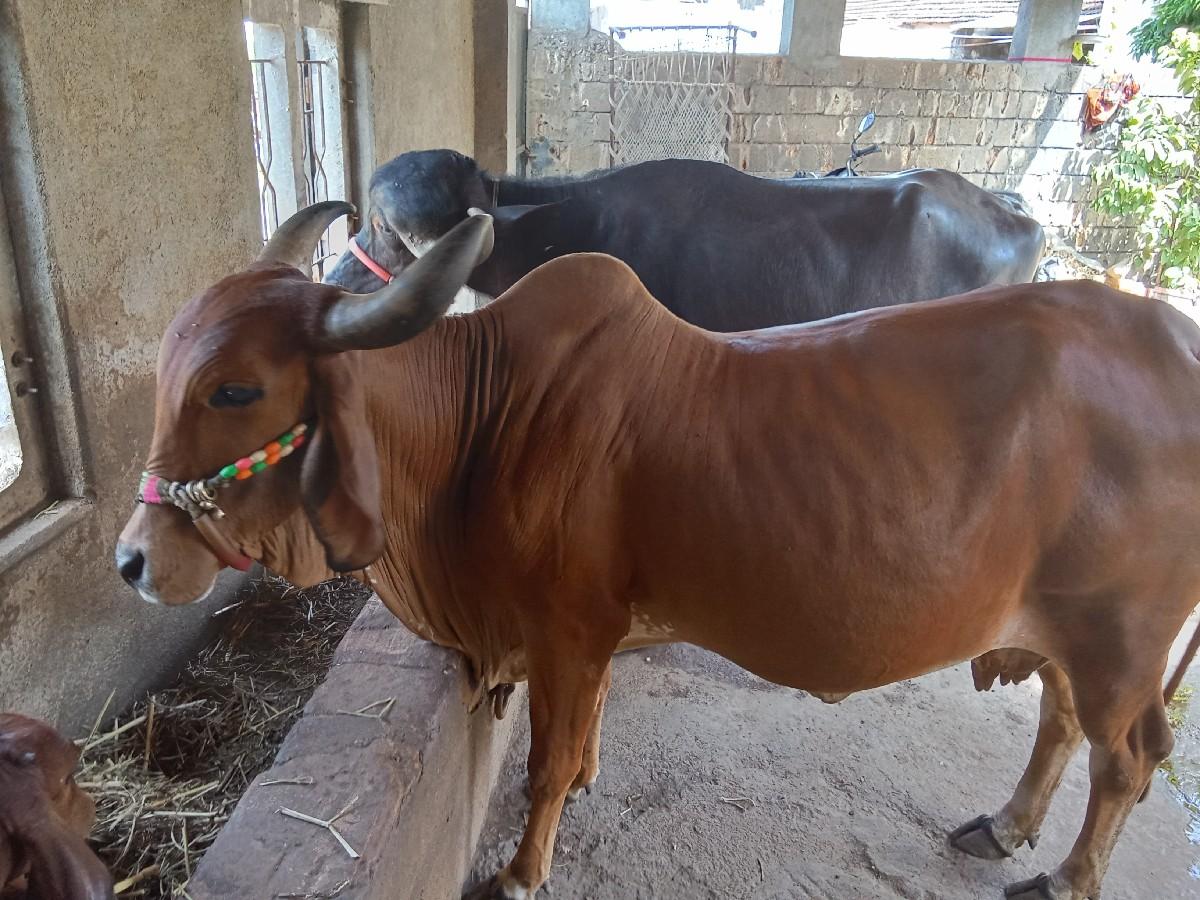 થંબનેલ 2