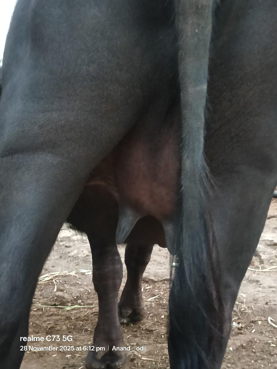 ભેંસ વેચવાની છે