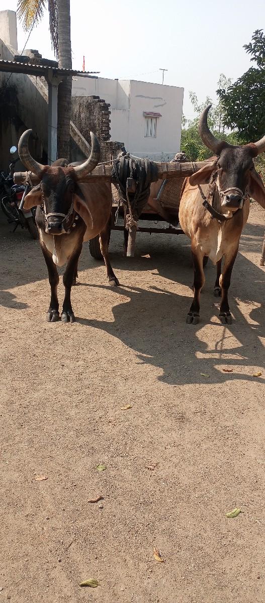 9727875370 આ નંબર ઉપર ફોન કરવો