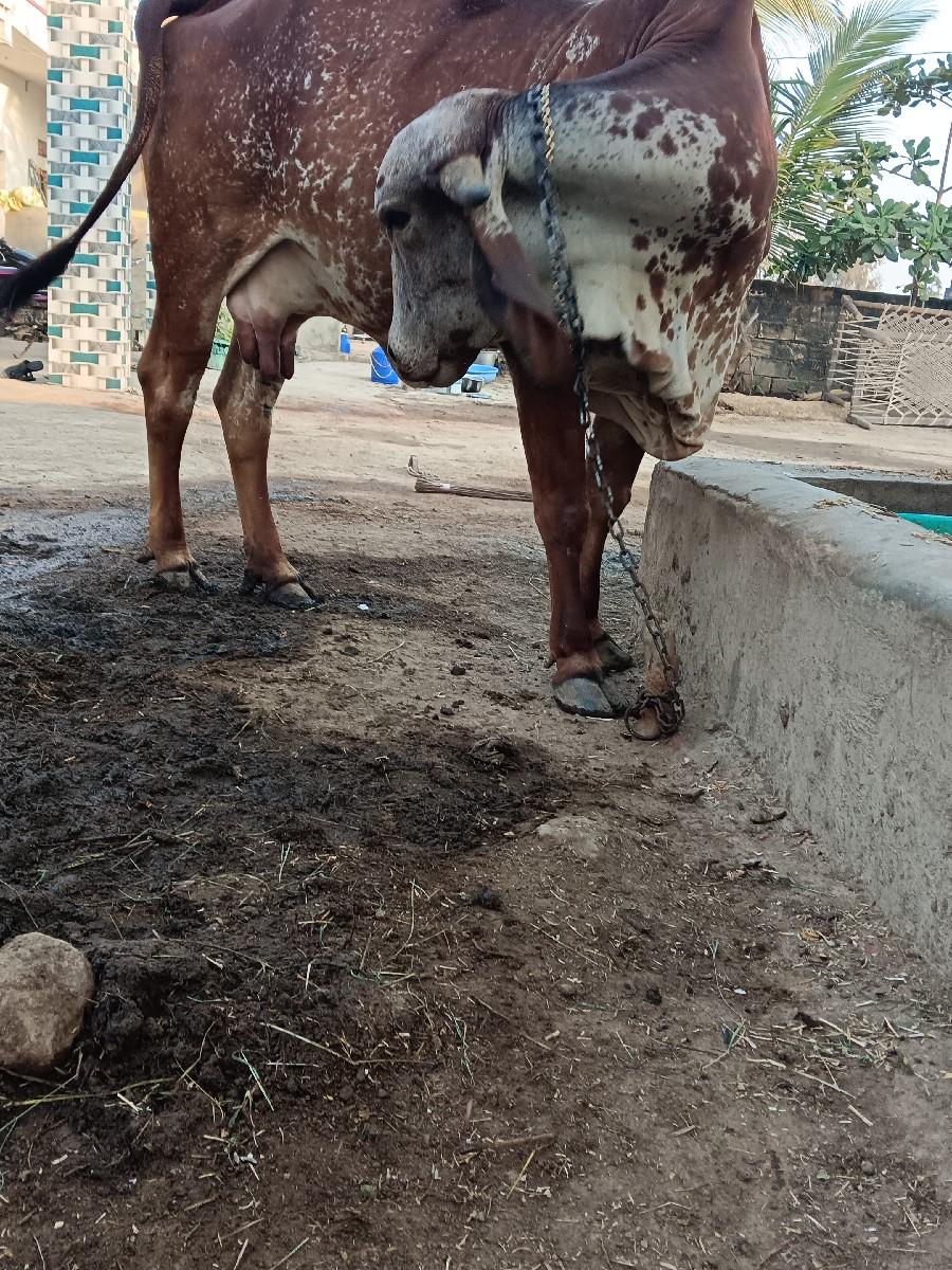 થંબનેલ 3