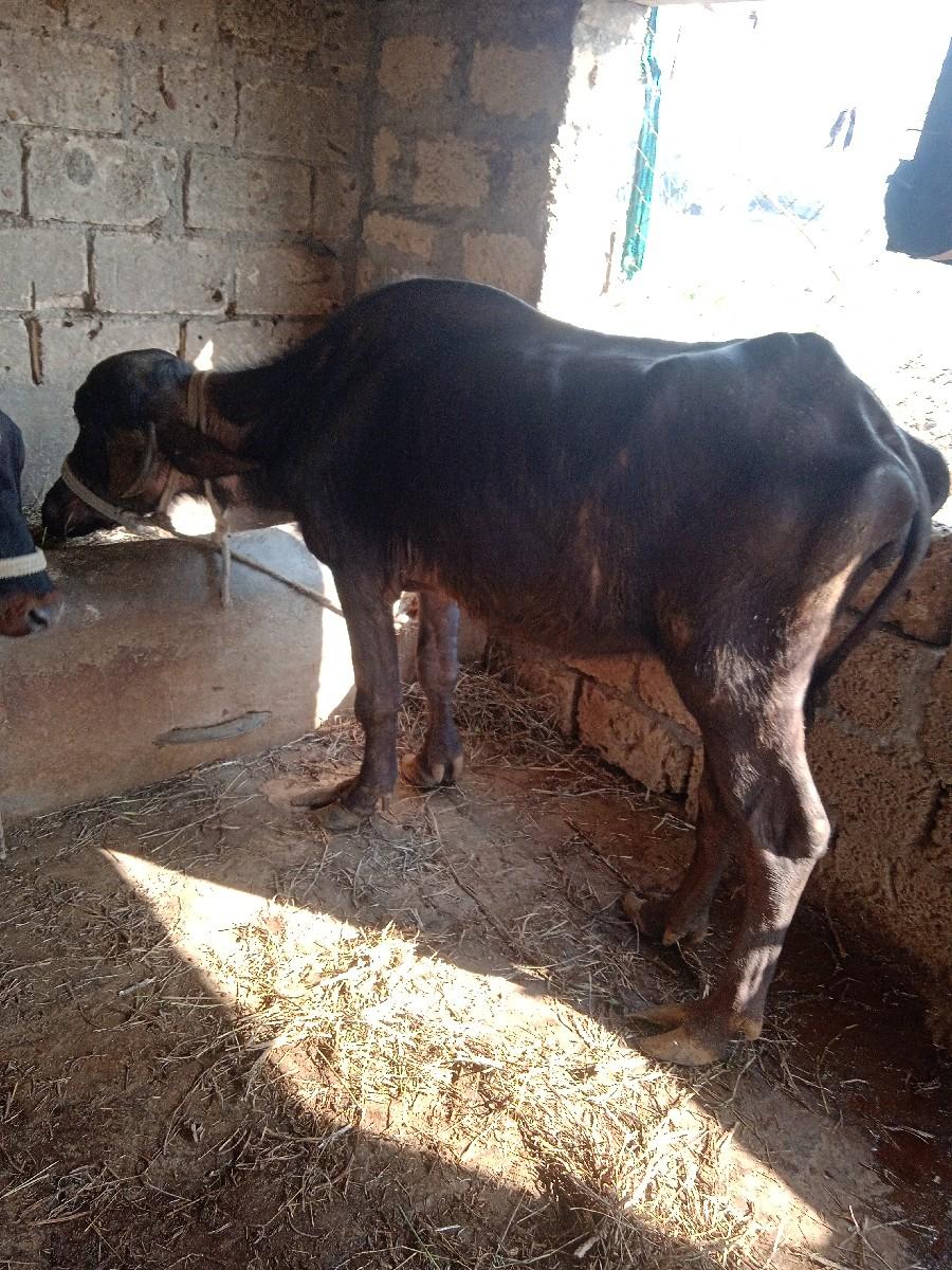 પાડી વેશાવાની સે