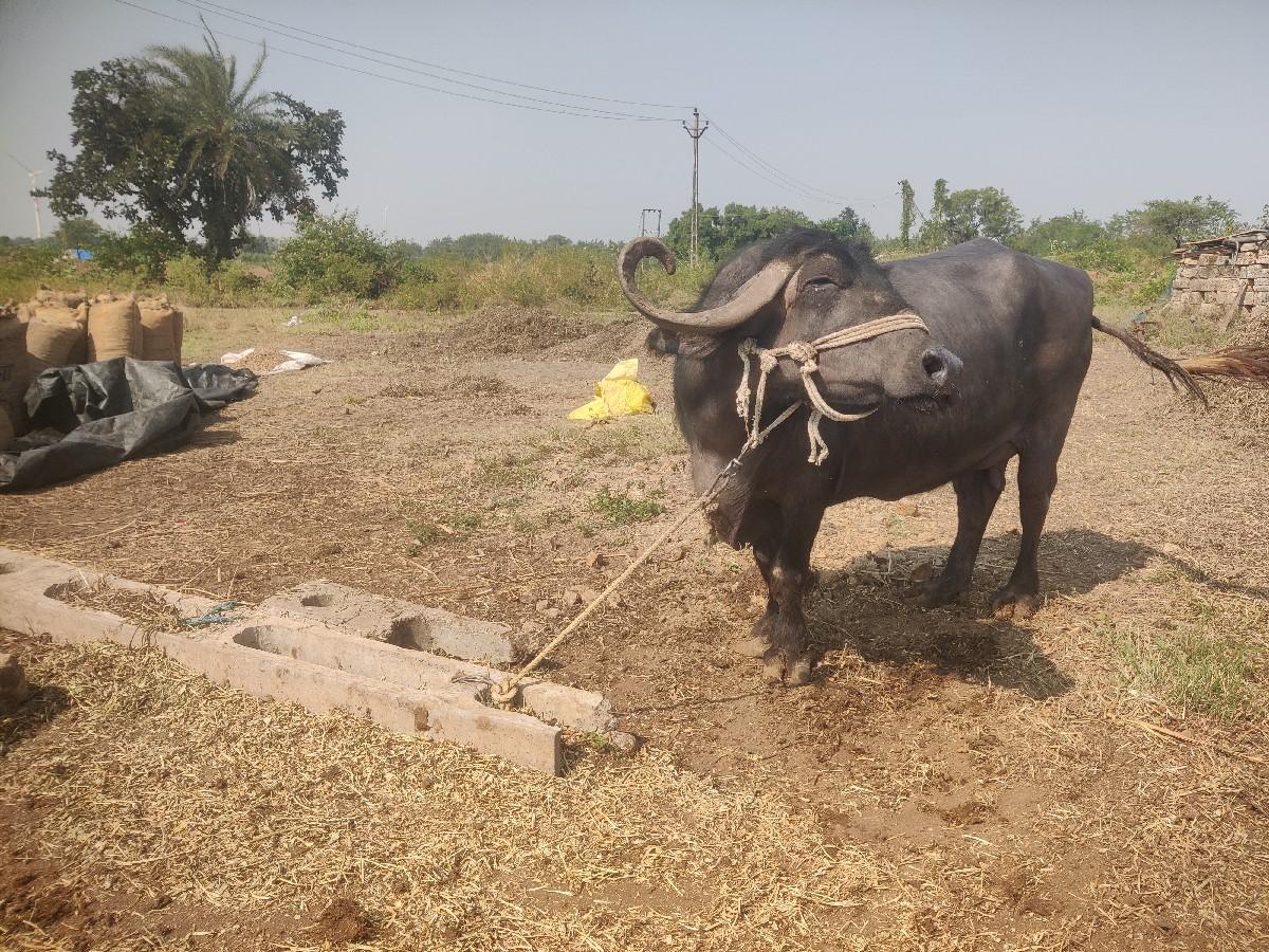 થંબનેલ 2