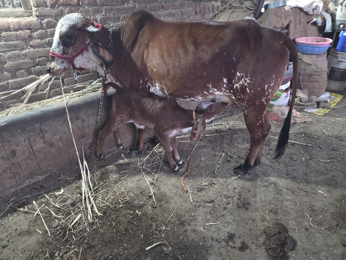 થંબનેલ 3