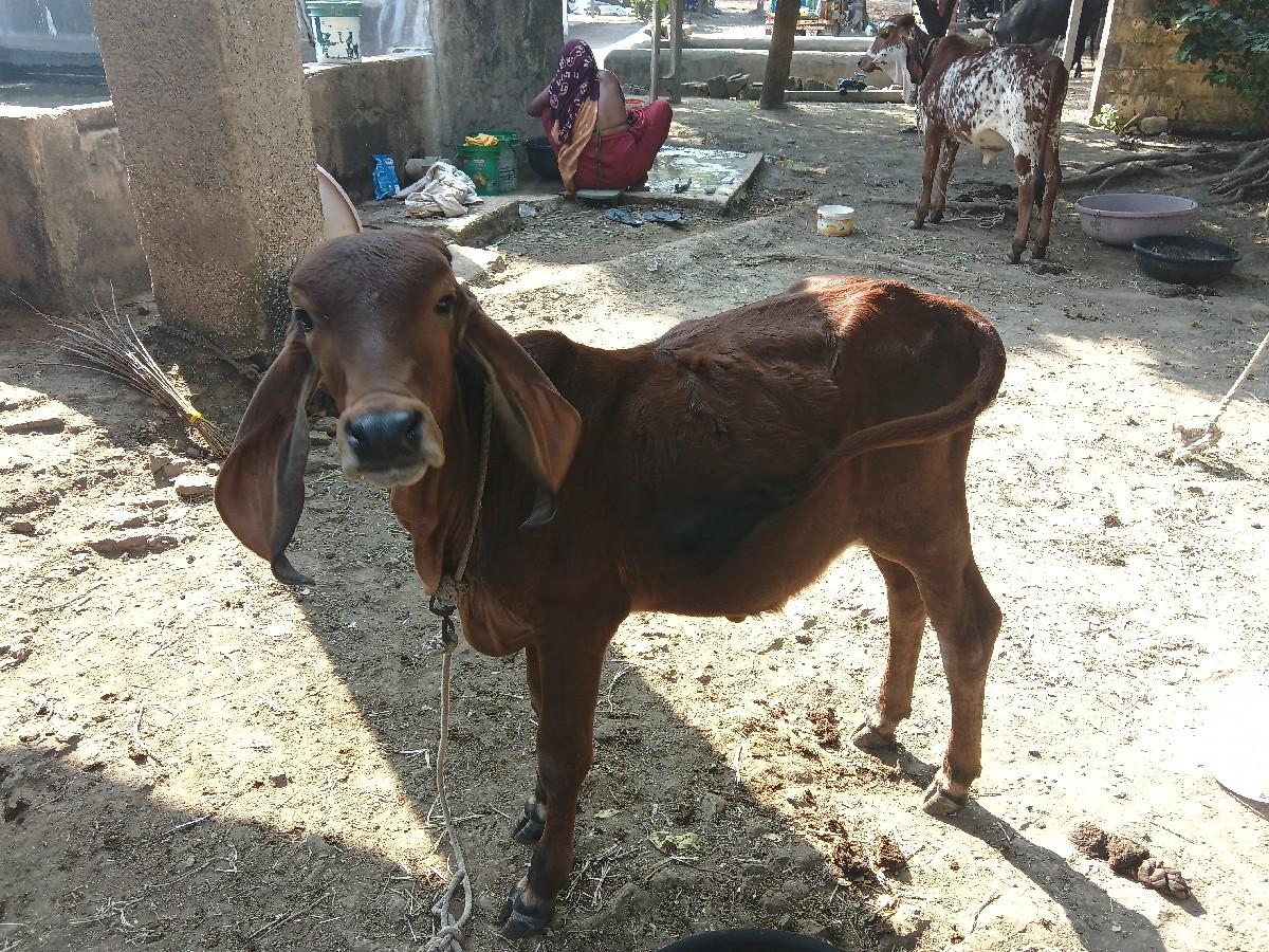 થંબનેલ 2