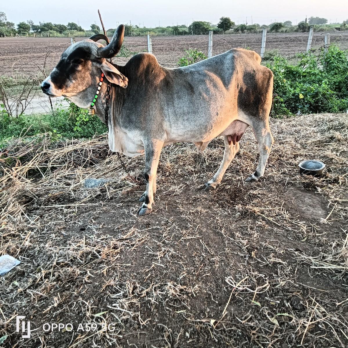 થંબનેલ 3