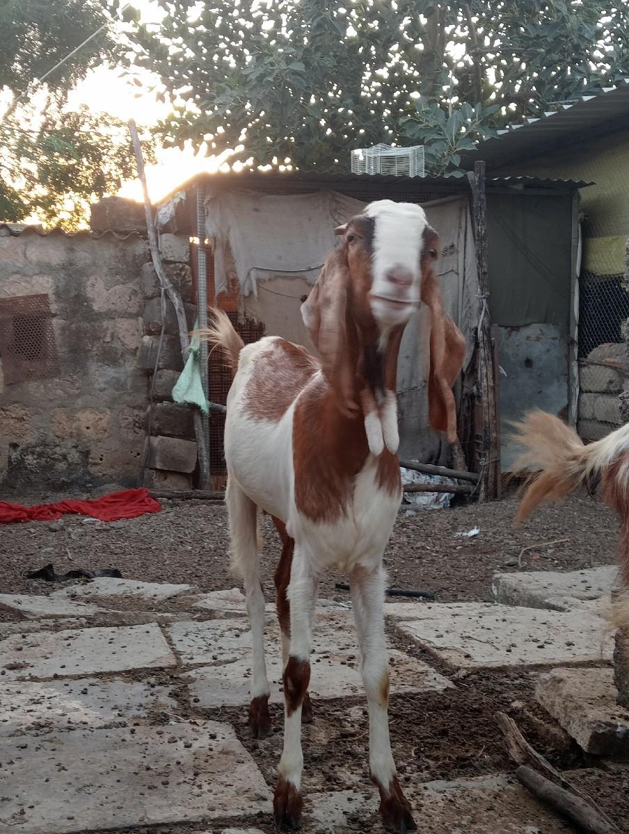 થંબનેલ 3