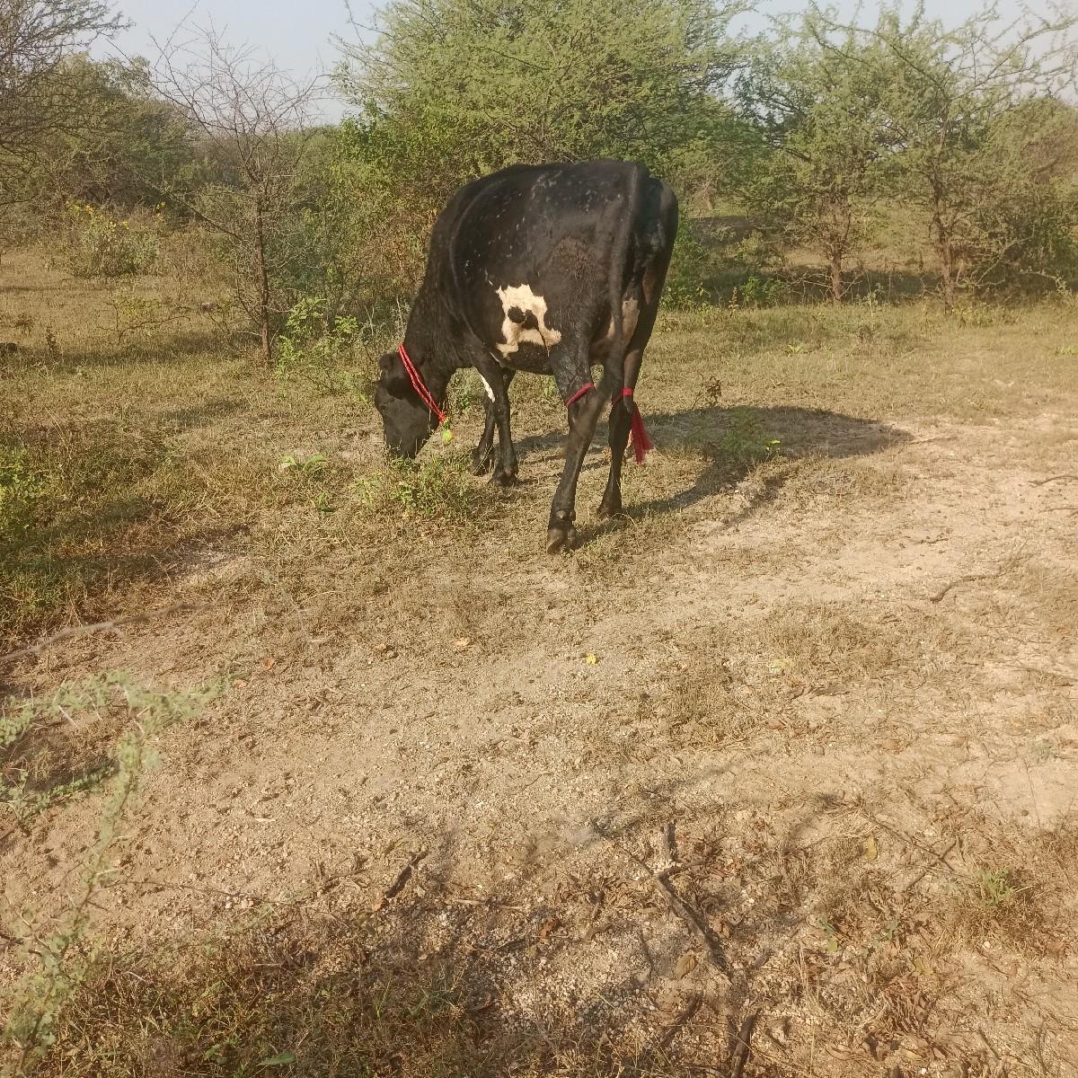 એસફ વાછડી