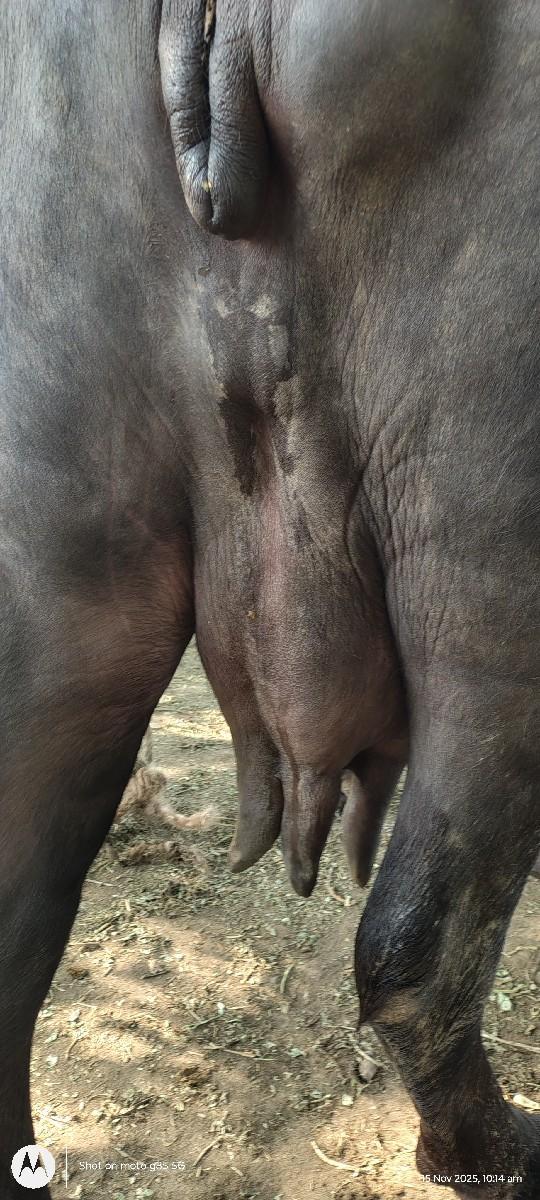 ભેસ વેચવાનિ છે