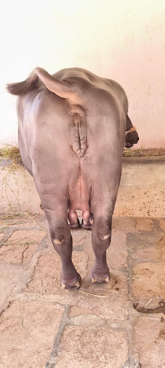 ભેંસ વેચવાની છે