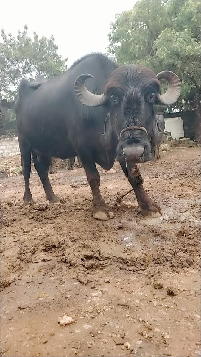 ભેંસ 2. વેચવાની છે