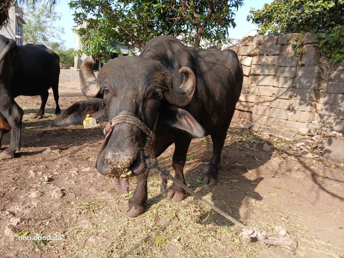 થંબનેલ 2