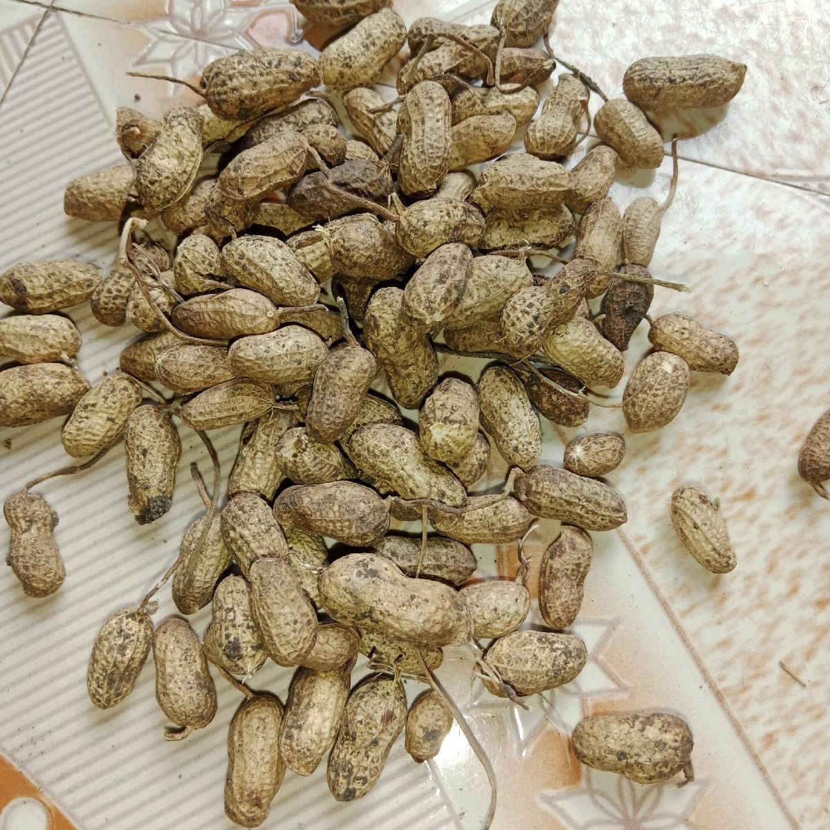 ગીરનાર.   5.  માંડવી