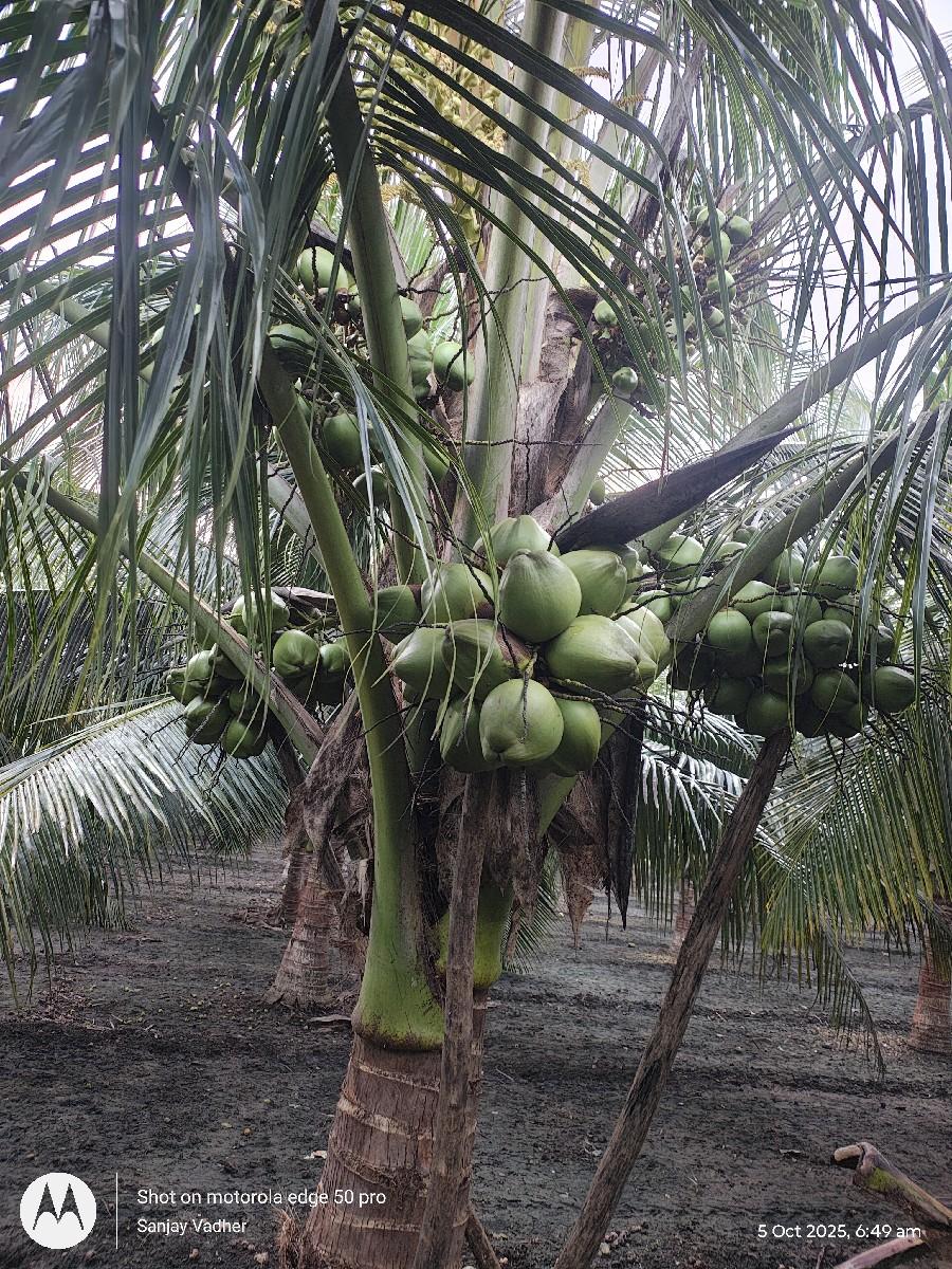 નાળિયેર નો ઈઝારો દેવા માટે