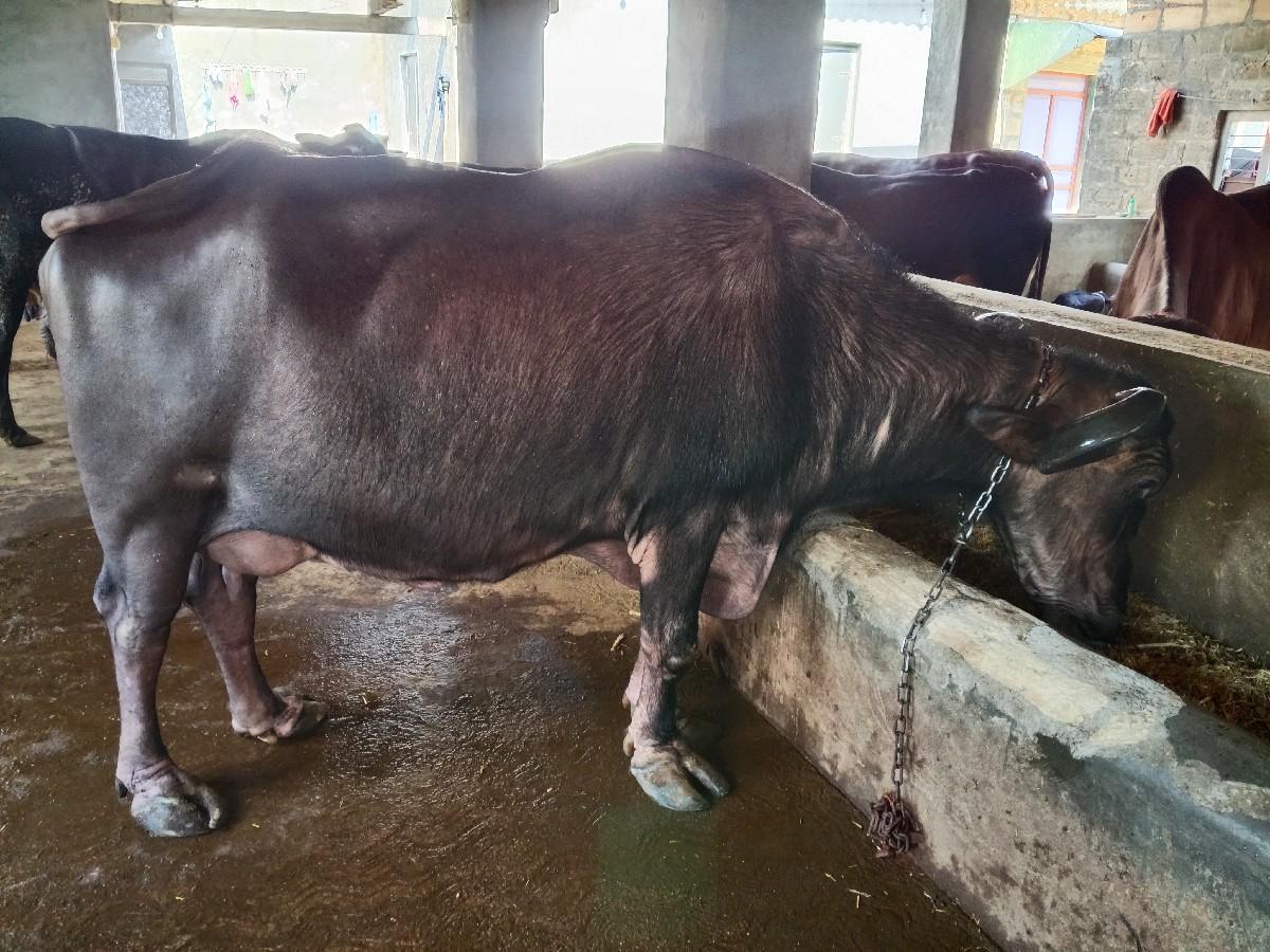 થંબનેલ 3