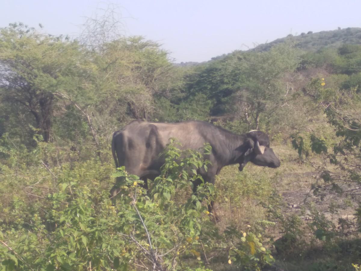 પાડો વેચવાનો છે