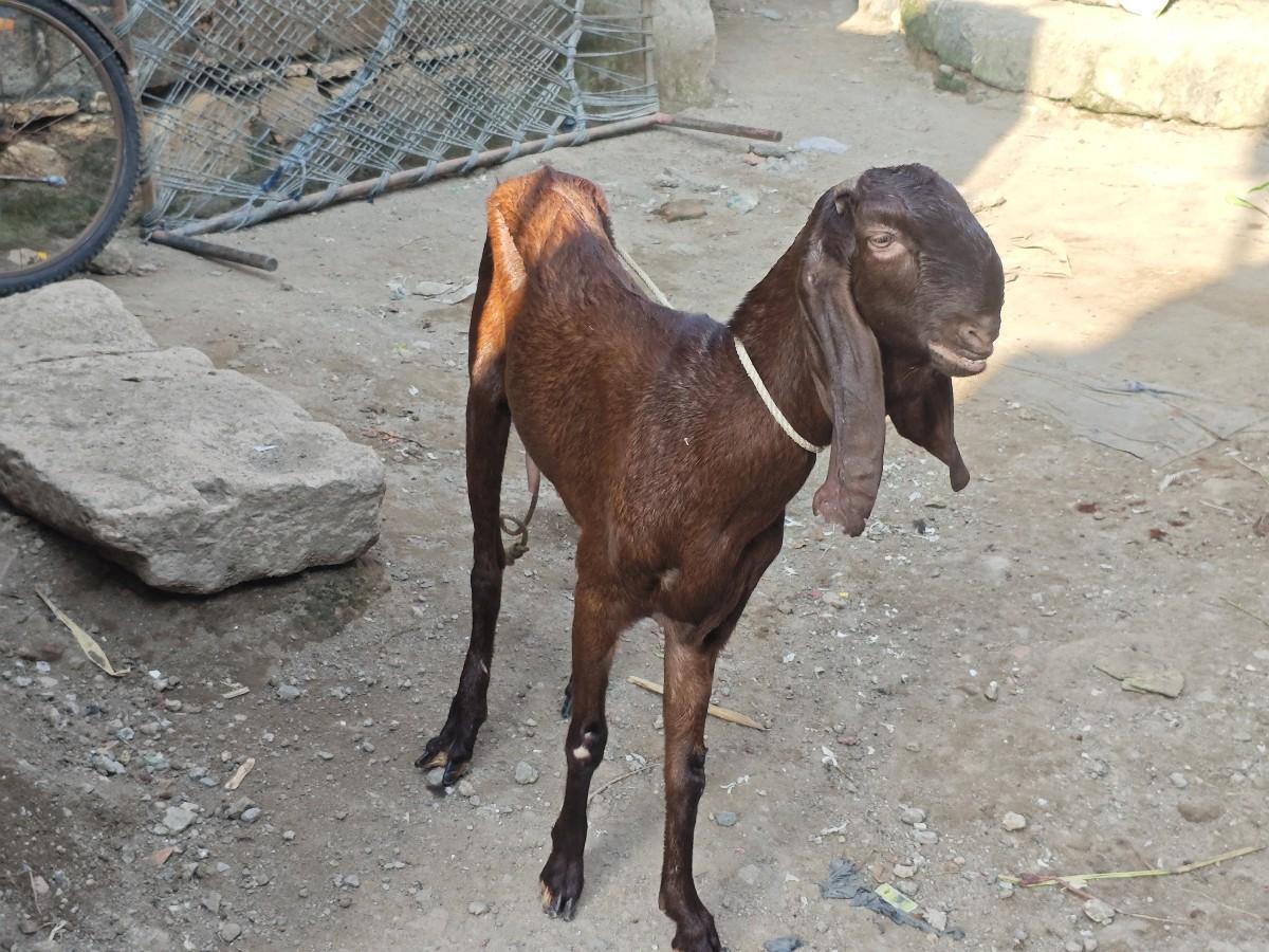 tota pari bakri loaded 1 month