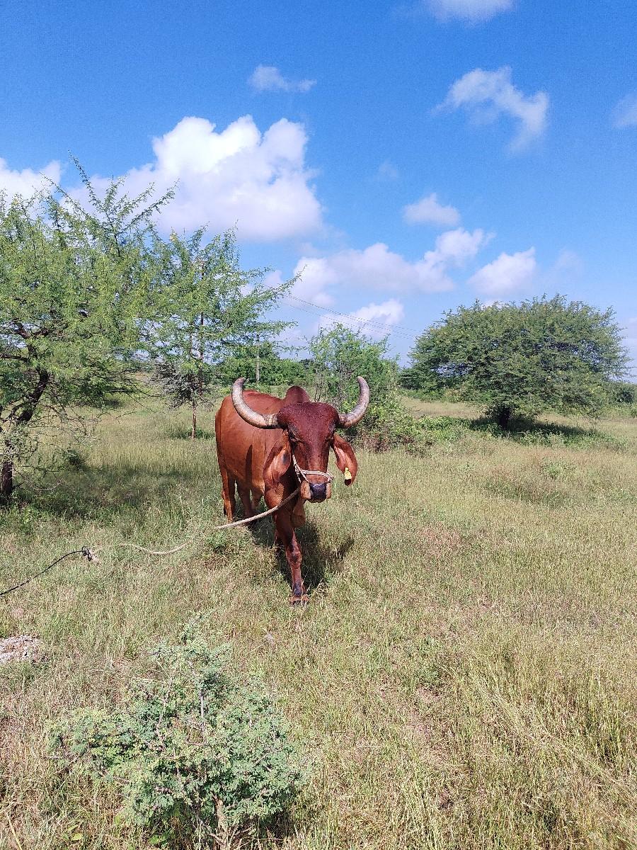 थंबनेल 2