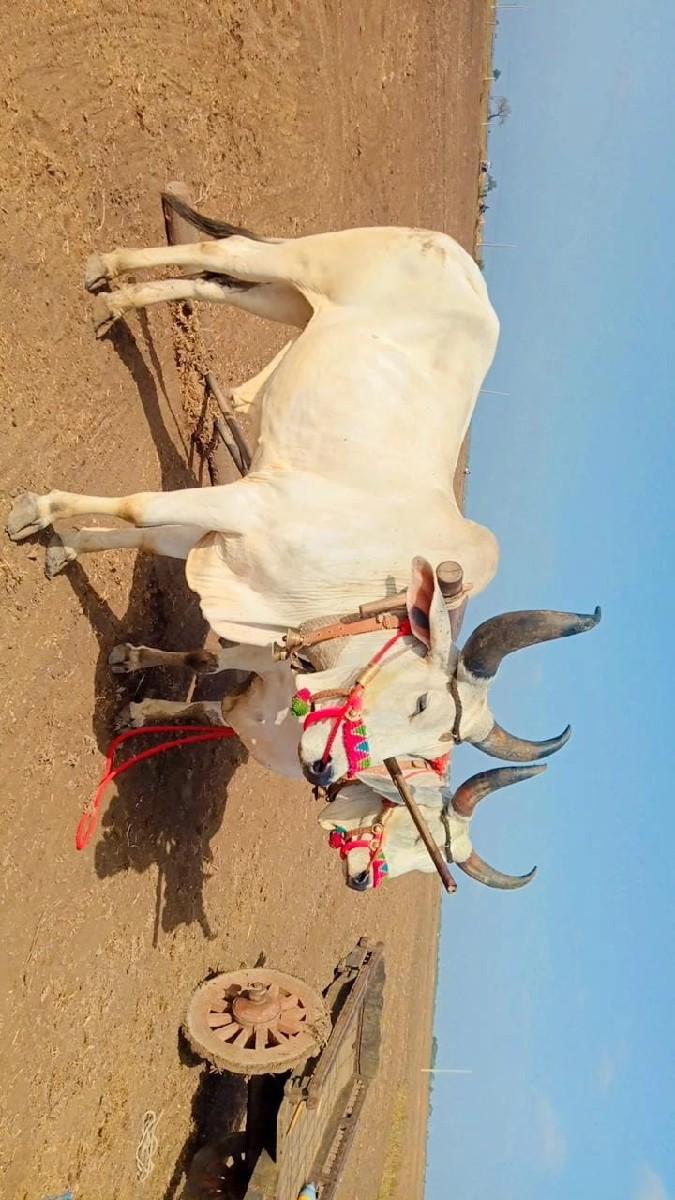 થંબનેલ 2