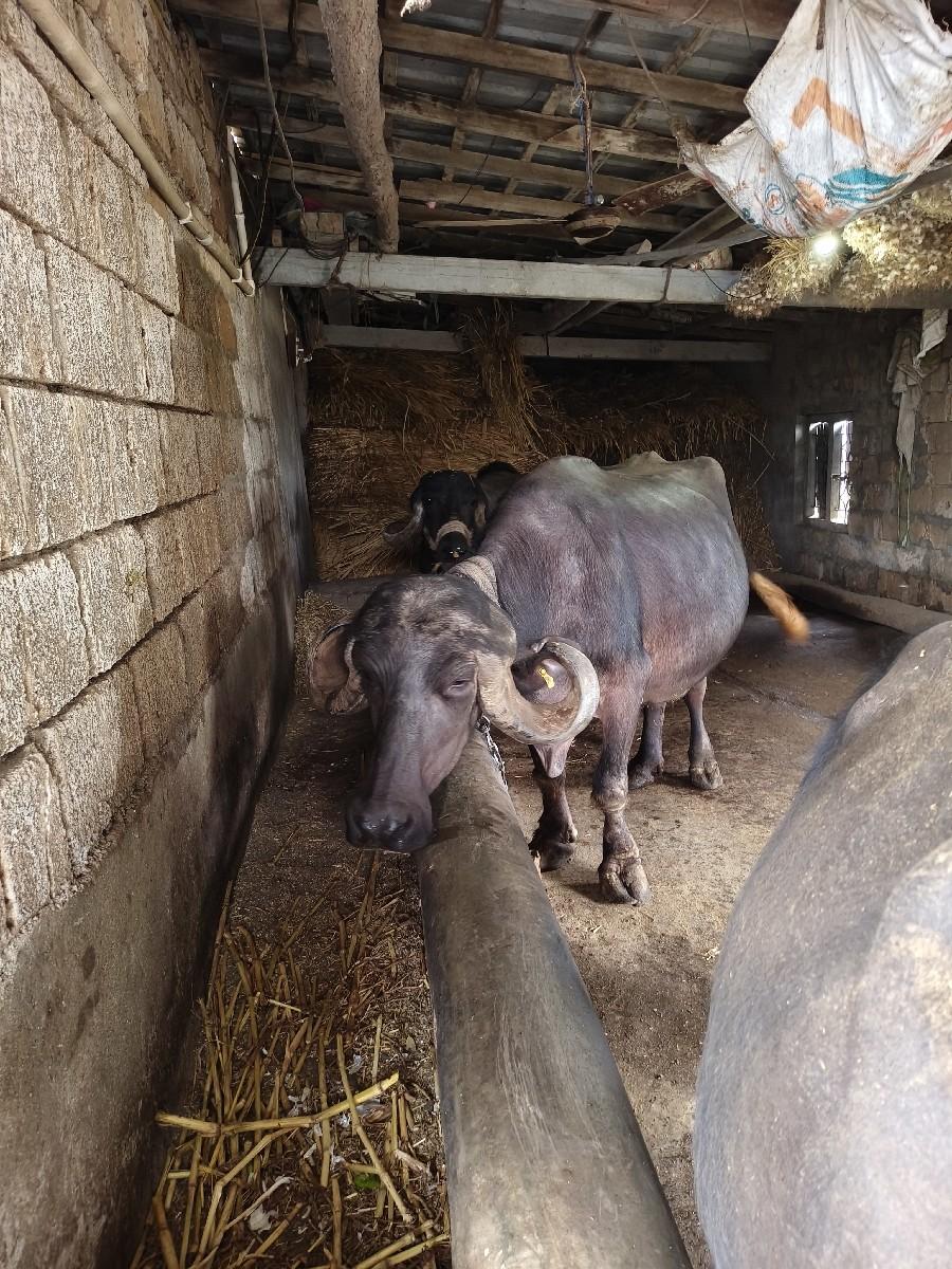 થંબનેલ 3