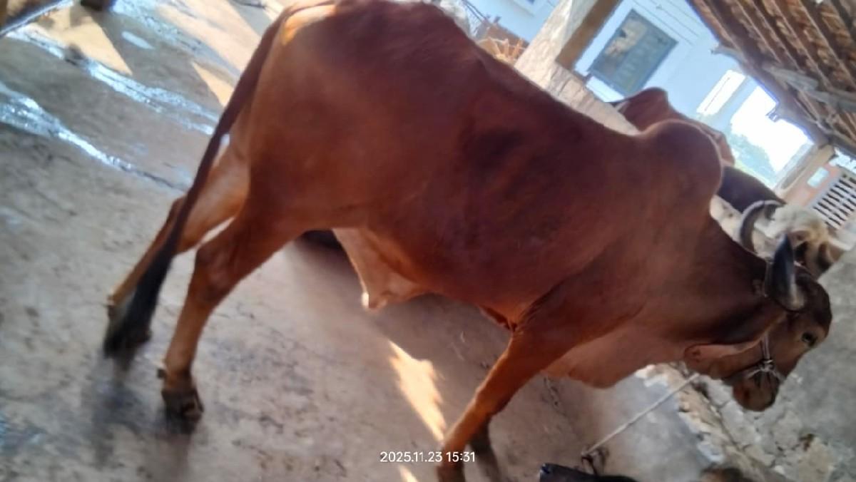 ત્રીજી ધર દેશી બળદ