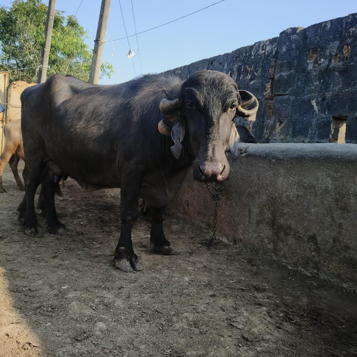 થંબનેલ 2