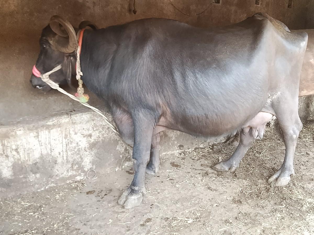 થંબનેલ 3