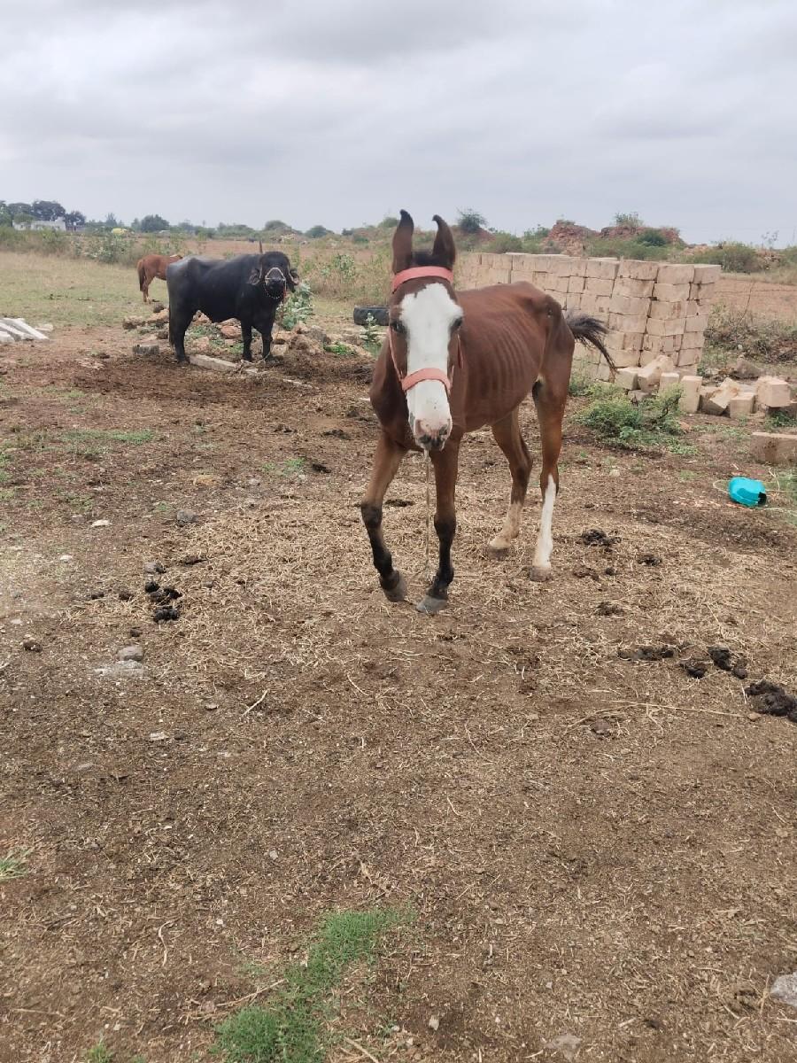 થંબનેલ 2