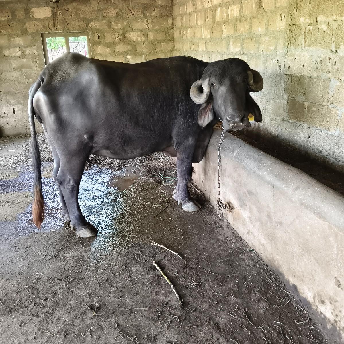 થંબનેલ 2