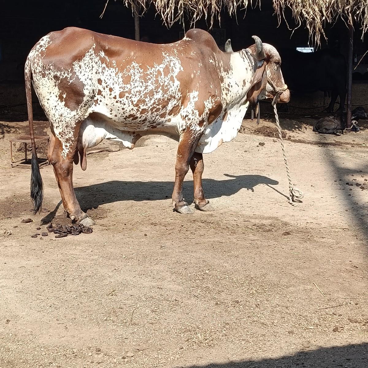 ફ્રી આપવાની છે