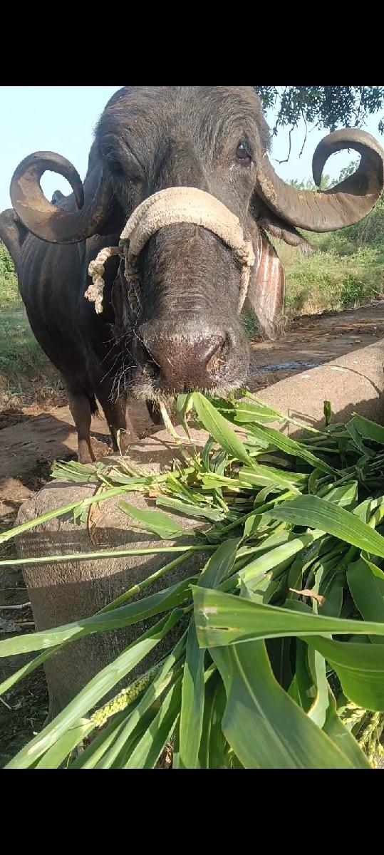 25/27 દિવસની વ્યાણેલી...