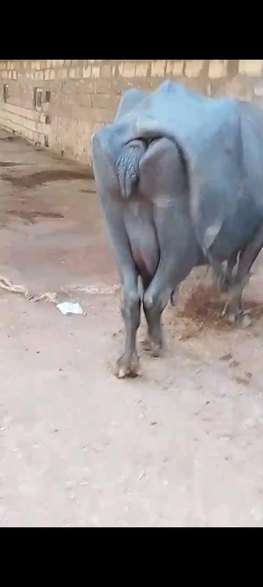 ભીંસ વેચવાની છે