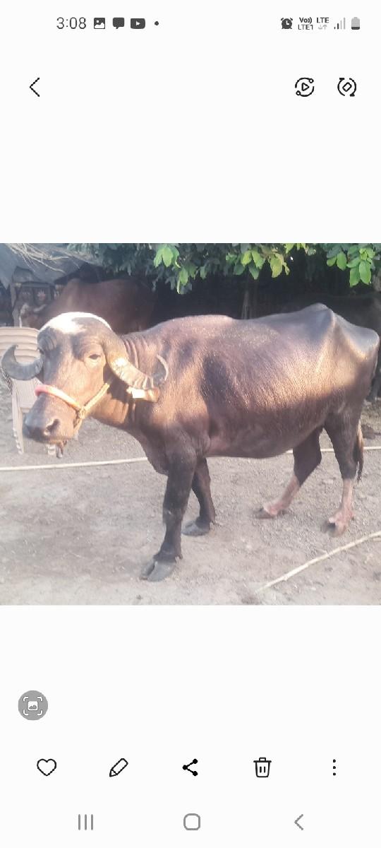 bhens vecvanice 25divasni kachi