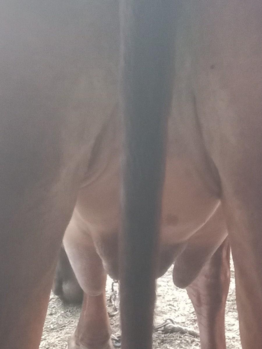 ગાય વેચવાની છે