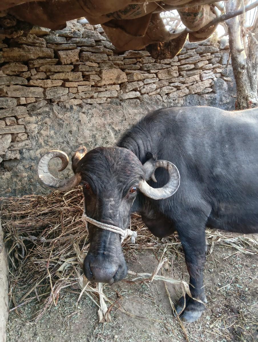 ભેંસ વેચવાની છે