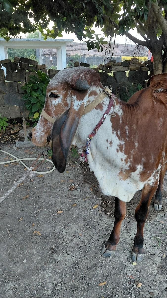 થંબનેલ 3