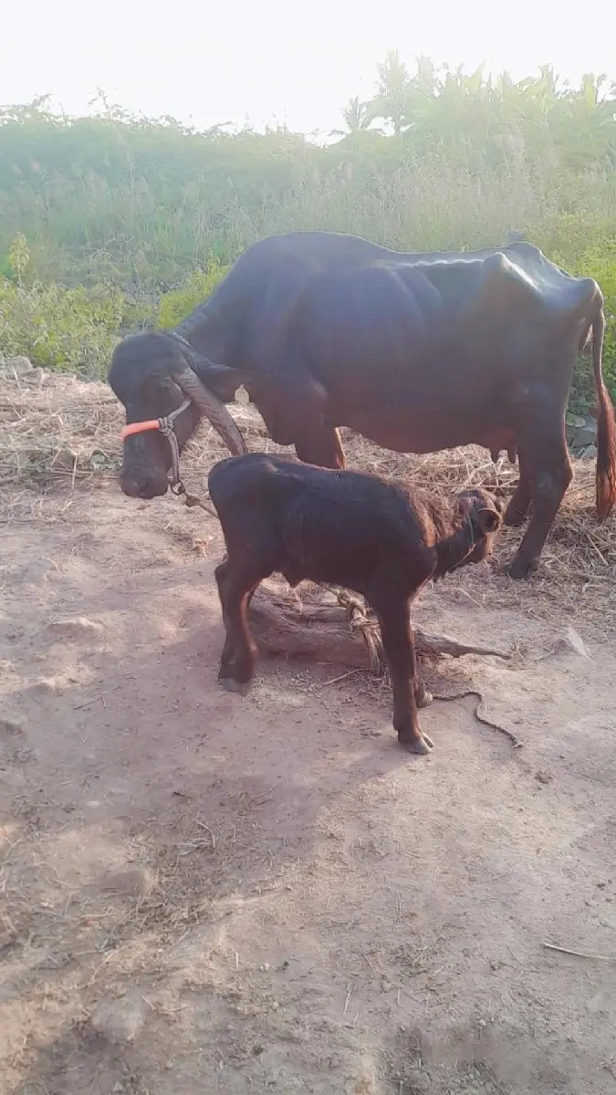 ભેસ વેસવા ની સે