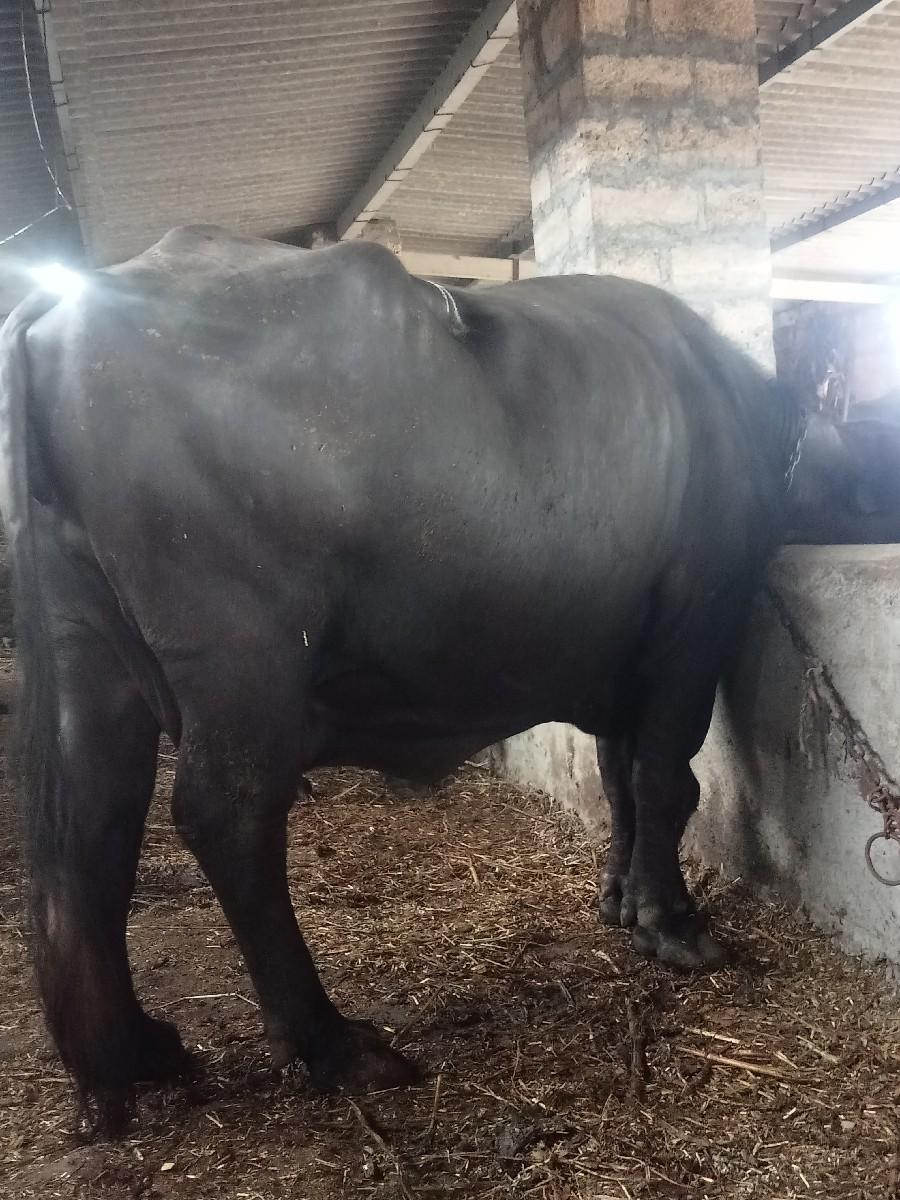 paret bhes vesvani se