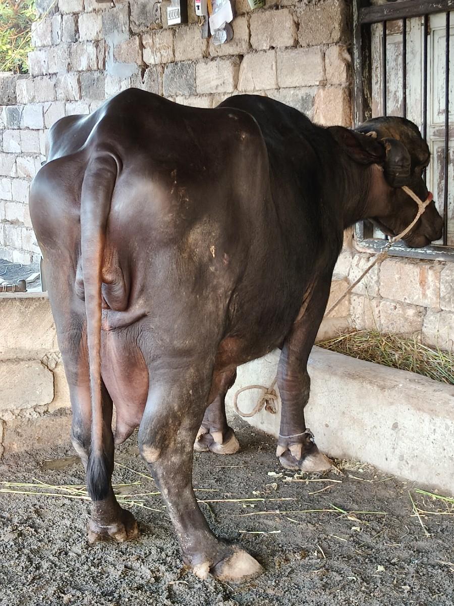 ભેંસ વેચવાની છે