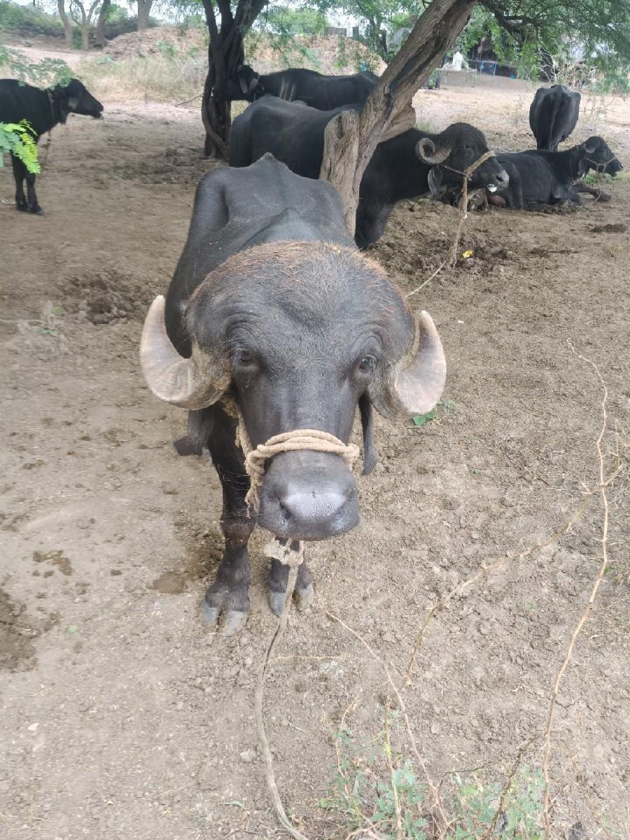 પાડો વેચવાનો છે